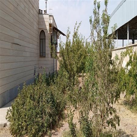 حیاط پشتی کتابخانه